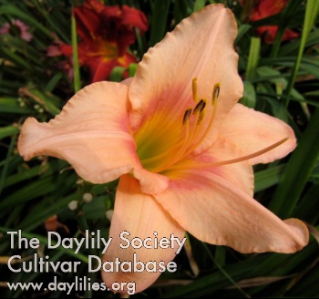 Daylily Strawberry Swirl